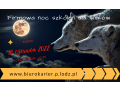 Firmowa noc szkoleń dla wilków - 10 VI 2022 w godzinach 15.00-22.00